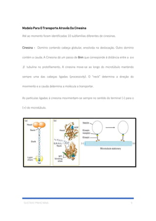 GUSTAVO PINHO MAIA 9
Modelo Para O Transporte Através Da Cinesina
Até ao momento foram identificadas 10 subfamílias diferentes de cinesinas.
Cinesina - Domínio contendo cabeça globular, envolvida na deslocação. Outro domínio
contém a cauda. A Cinesina dá um passo de 8nm que corresponde á distância entre a αe
β tubulina no protofilamento. A cinesina move-se ao longo do microtúbulo mantendo
sempre uma das cabeças ligadas (processivity). O “neck” determina a direção do
movimento e a cauda determina a molécula a transportar.
As partículas ligadas á cinesina movimentam-se sempre no sentido do terminal (-) para o
(+) do microtúbulo.
 