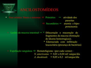 ANCILOSTOMÍDEOS Fase crônica: Sinais e sintomas     Primários     atividade dos parasitas    Secundários     anemia  e hipo- proteinemia    Lesões da mucosa intestinal     *   Dilaceração  e  maceração  de fragmentos da mucosa (formação de úlceras hemorragicas).  *   Edemaciada  com  infiltração leucocitária (presença de bactérias)    Expoliação sanguínea     Hematofagismo  (por cada verme) : N. americanus     0,01 a 0,04 ml/ sangue/dia A. duodenale    0,05 a 0,3  ml/sangue/dia  