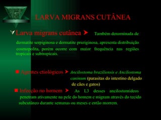 LARVA MIGRANS CUTÂNEA Larva migrans cutânea     Também denominada de dermatite serpiginosa e dermatite pruriginosa, apresenta distribuição cosmopolita,  porém  ocorre  com  maior  frequência  nas  regiões  tropicais e subtropicais.    Agentes etiológicos     Ancilostoma braziliensis e Ancilostoma caninum   (parasitas do intestino delgado de cães e gatos)    Infecção no homem     As  L3  desses  ancilostomideos penetram ativamente na pele do homem e migram através do tecido subcutâneo durante semanas ou meses e então morrem.  
