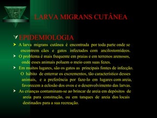 LARVA MIGRANS CUTÂNEA EPIDEMIOLOGIA    A larva  migrans  cutânea  é  encontrada  por toda parte onde se encontrem  cães  e  gatos  infectados  com  ancilostomídeos. O problema é mais frequente em praias e em terrenos arenosos, onde esses animais poluem o meio com suas fezes. Em muitos lugares, são os gatos as  principais fontes de infecção. O  hábito  de enterrar os excrementos, tão característico desses animais,  e  a  preferência  por  faze-lo  em  lugares com areia,  favorecem a eclosão dos ovos e o desenvolvimento das larvas. As crianças contaminam-se ao brincar de areia em depósitos  de areia  para  construção,  ou  em  tanques  de  areia  dos locais destinados para a sua recreação.  