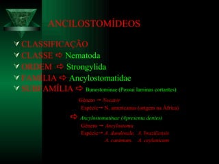 ANCILOSTOMÍDEOS CLASSIFICAÇÃO CLASSE     Nematoda ORDEM     Strongylida FAMÍLIA     Ancylostomatidae SUBFAMÍLIA     Bunostominae (Possui laminas cortantes) Gênero     Necator Espécie   N. americanus (origem na África)    Ancylostomatinae (Apresenta dentes) Gênero     Ancylostoma Espécie    A. duodenale,  A. braziliensis A. canimum,  A. ceylanicum  