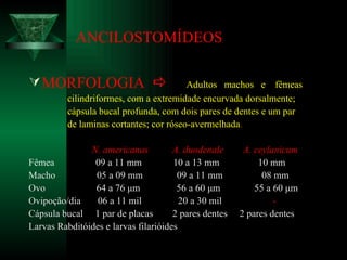 ANCILOSTOMÍDEOS MORFOLOGIA     Adultos  machos  e  fêmeas cilindriformes, com a extremidade encurvada dorsalmente; cápsula bucal profunda, com dois pares de dentes e um par de laminas cortantes; cor róseo-avermelhada . N. americanus  A. duodenale  A. ceylanicum Fêmea  09 a 11 mm  10 a 13 mm  10 mm Macho  05 a 09 mm  09 a 11 mm  08 mm Ovo  64 a 76  μ m  56 a 60  μ m  55 a 60  μ m Ovipoção/dia   06 a 11 mil  20 a 30 mil  - Cápsula bucal  1 par de placas  2 pares dentes  2 pares dentes Larvas Rabditóides e larvas filarióides   