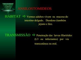 ANSILOSTOMIDEOS HÁBITAT     Vermes adultos vivem  na  mucosa do intestino delgado.  Duodeno (também  jejuno e íleo. TRANSMISSÃO     Penetração das  larvas filarióides (L3  ou  infectantes)  por  via transcutânea ou oral.   