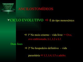 ANCILOSTOMÍDEOS CICLO EVOLUTIVO      É do tipo monoxênico .    1 ª No meio externo – vida livre     Ovo, ovo embrionado, L1, L2 e L3 Duas fases      2 ª No hospedeiro definitivo  – vida   parasitária     L3, L4, L5 e adulto. 