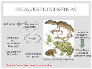 RELAÇÕES FILOGENÉTICAS
Amphibia
ou
Lissamphibia
(Liss= liso)
7.259 espécies
74 famílias Gymnophiona
ou Apoda
Anura
Urodela ou
Caudata
Linhagem
evolutiva
monofilética
Formas corporais diferentes
Caracteres
Derivados
compartilhados
Batrachia
Distribuição mundial, menos na Antártida.
 