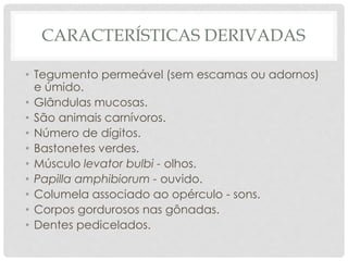 CARACTERÍSTICAS DERIVADAS
• Tegumento permeável (sem escamas ou adornos)
e úmido.
• Glândulas mucosas.
• São animais carnívoros.
• Número de dígitos.
• Bastonetes verdes.
• Músculo levator bulbi - olhos.
• Papilla amphibiorum - ouvido.
• Columela associado ao opérculo - sons.
• Corpos gordurosos nas gônadas.
• Dentes pedicelados.
 