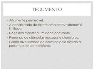 TEGUMENTO
• Altamente permeável.
• A capacidade de tolerar ambientes extremos é
limitada.
• Necessita manter a umidade constante.
• Presença de glândulas mucosas e glanulares.
• Gama diversificada de cores na pele devido à
presença de cromatóforos.
 