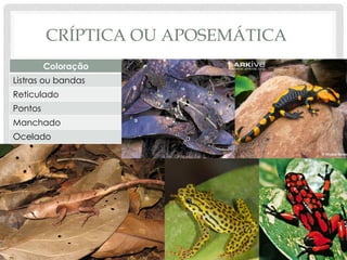 CRÍPTICA OU APOSEMÁTICA
Coloração
Listras ou bandas
Reticulado
Pontos
Manchado
Ocelado
 