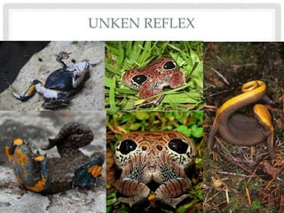 UNKEN REFLEX
 