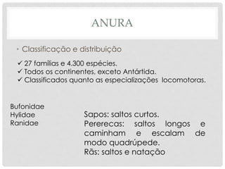 ANURA
• Classificação e distribuição
✓ 27 famílias e 4.300 espécies.
✓ Todos os continentes, exceto Antártida.
✓ Classificados quanto as especializações locomotoras.
Bufonidae
Hylidae
Ranidae
Sapos: saltos curtos.
Pererecas: saltos longos e
caminham e escalam de
modo quadrúpede.
Rãs: saltos e natação
 