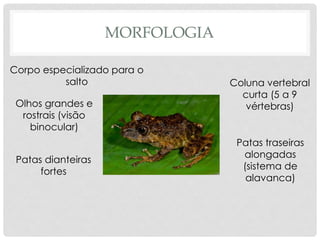 MORFOLOGIA
Patas traseiras
alongadas
(sistema de
alavanca)
Corpo especializado para o
salto Coluna vertebral
curta (5 a 9
vértebras)
Patas dianteiras
fortes
Olhos grandes e
rostrais (visão
binocular)
 