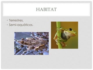 HABITAT
• Terrestres.
• Semi-aquáticos.
 
