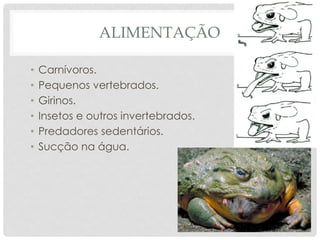 ALIMENTAÇÃO
• Carnívoros.
• Pequenos vertebrados.
• Girinos.
• Insetos e outros invertebrados.
• Predadores sedentários.
• Sucção na água.
 