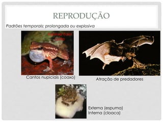REPRODUÇÃO
Cantos nupiciais (coaxo) Atração de predadores
Padrões temporais: prolongada ou explosiva
Externa (espuma)
Interna (cloaca)
Apresentam
corte
 