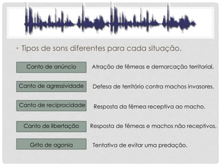 • Tipos de sons diferentes para cada situação.
Canto de anúncio
Canto de agressividade
Canto de reciprocidade
Canto de libertação
Grito de agonia
Atração de fêmeas e demarcação territorial.
Defesa de território contra machos invasores.
Resposta da fêmea receptiva ao macho.
Resposta de fêmeas e machos não receptivos.
Tentativa de evitar uma predação.
 