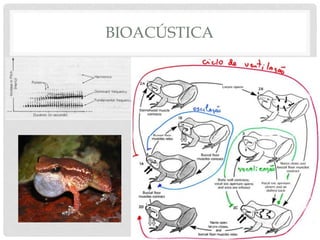 BIOACÚSTICA
 