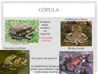 CÓPULA
Amplexo
Axilar,
cefálico
ou
inguinal
Calosidades
nupiciais
Fêmeas maiores
Fertilização interna
Rã-de-cauda
Acasalamento longo para
evitar que a fêmea copule
com outros machos
Estocagem de esperma
Poliandria simultânea
 