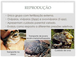 REPRODUÇÃO
• Único grupo com fertilização externa.
• Ovíparos, vivíparos (2spp) e ovovivíparos (5 spp).
• Apresentam cuidado parental variado.
• Evoluiu como resposta a diferentes pressões seletivas.
Cuidado de ovos
Transporte de jovens
recém-metamorfoseados
Transporte na
boca
 