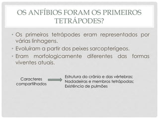 OS ANFÍBIOS FORAM OS PRIMEIROS
TETRÁPODES?
• Os primeiros tetrápodes eram representados por
várias linhagens.
• Evoluíram a partir dos peixes sarcopterígeos.
• Eram morfologicamente diferentes das formas
viventes atuais.
Caracteres
compartilhados
Estrutura do crânio e das vértebras;
Nadadeiras e membros tetrápodas;
Existência de pulmões
 