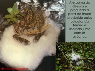 Ninho de espuma
A espuma da
desova é
produzida a
partir do muco
produzido pelos
ovidutos da
fêmea e
liberado junto
com os
ovócitos.
 