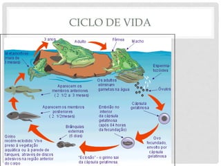 CICLO DE VIDA
 