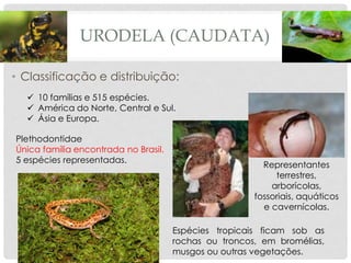 URODELA (CAUDATA)
• Classificação e distribuição:
✓ 10 famílias e 515 espécies.
✓ América do Norte, Central e Sul.
✓ Ásia e Europa.
Plethodontidae
Única família encontrada no Brasil.
5 espécies representadas.
Representantes
terrestres,
arborícolas,
fossoriais, aquáticos
e cavernícolas.
Espécies tropicais ficam sob as
rochas ou troncos, em bromélias,
musgos ou outras vegetações.
 