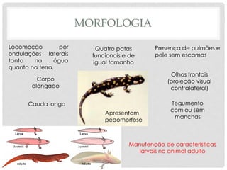 MORFOLOGIA
Cauda longa
Quatro patas
funcionais e de
igual tamanho
Locomoção por
ondulações laterais
tanto na água
quanto na terra.
Corpo
alongado
Manutenção de características
larvais no animal adulto
Presença de pulmões e
pele sem escamas
Apresentam
pedomorfose
Tegumento
com ou sem
manchas
Olhos frontais
(projeção visual
contralateral)
 