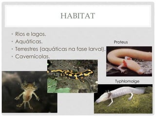 HABITAT
• Rios e lagos.
• Aquáticas.
• Terrestres (aquáticas na fase larval).
• Cavernícolas.
Typhlomolge
Proteus
 