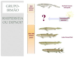 GRUPO-
IRMÃO
RHIPIDISTIA
OU DIPNOI?
 