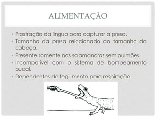 ALIMENTAÇÃO
• Prostração da língua para capturar a presa.
• Tamanho da presa relacionado ao tamanho da
cabeça.
• Presente somente nas salamandras sem pulmões.
• Incompatível com o sistema de bombeamento
bucal.
• Dependentes do tegumento para respiração.
 
