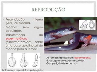 REPRODUÇÃO
• Fecundação interna
(90%) ou externa.
• Machos sem órgão
copulador.
• Transferência do
espermatóforo
(espermatozóides sobre
uma base gelatinosa) do
macho para a fêmea.
As fêmeas apresentam espermateca.
Estocagem de espermatozóides.
Competição de esperma.
Isolamento reprodutivo pré-zigótico
 