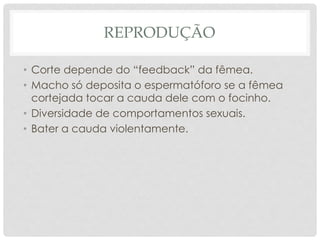 REPRODUÇÃO
• Corte depende do “feedback” da fêmea.
• Macho só deposita o espermatóforo se a fêmea
cortejada tocar a cauda dele com o focinho.
• Diversidade de comportamentos sexuais.
• Bater a cauda violentamente.
 