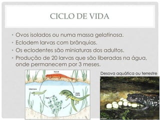 CICLO DE VIDA
• Ovos isolados ou numa massa gelatinosa.
• Eclodem larvas com brânquias.
• Os eclodentes são miniaturas dos adultos.
• Produção de 20 larvas que são liberadas na água,
onde permanecem por 3 meses.
Desova aquática ou terrestre
 