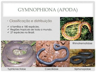 GYMNOPHIONA (APODA)
• Classificação e distribuição
✓ 6 famílias e 180 espécies.
✓ Regiões tropicais de todo o mundo.
✓ 27 espécies no Brasil.
Rhinatrematidae
Typhlonectidae Caeciliidae Siphonopidae
 