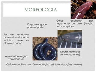 MORFOLOGIA
Olhos recobertos por
tegumento ou osso (função
fotorreceptora)
Dobras dérmicas
(ânulos ou anéis)
Corpo alongado,
porém ápode.
Par de tentáculos
protráteis ao lado do
focinho, entre os
olhos e a narina.
Ossículo auditivo no crânio (audição restrita à vibrações no solo)
Apresentam órgão
vomeronasal.
 