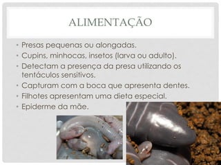 ALIMENTAÇÃO
• Presas pequenas ou alongadas.
• Cupins, minhocas, insetos (larva ou adulto).
• Detectam a presença da presa utilizando os
tentáculos sensitivos.
• Capturam com a boca que apresenta dentes.
• Filhotes apresentam uma dieta especial.
• Epiderme da mãe.
 