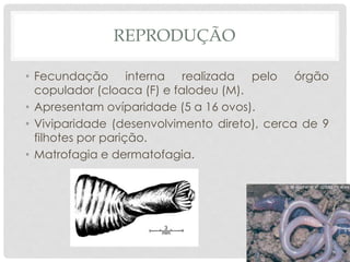 REPRODUÇÃO
• Fecundação interna realizada pelo órgão
copulador (cloaca (F) e falodeu (M).
• Apresentam ovíparidade (5 a 16 ovos).
• Viviparidade (desenvolvimento direto), cerca de 9
filhotes por parição.
• Matrofagia e dermatofagia.
 