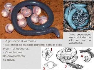 • A gestação dura meses.
• Existência de cuidado parental com os ovos
e com os neonatos.
• Completam o
desenvolvimento
na água.
Ovos depositados
em cavidades no
solo ou sob a
vegetação.
 