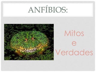ANFÍBIOS:
Mitos
e
Verdades
 