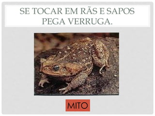 SE TOCAR EM RÃS E SAPOS
PEGA VERRUGA.
MITO
 