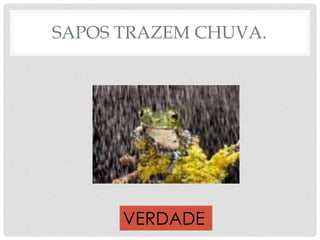 SAPOS TRAZEM CHUVA.
VERDADE
 