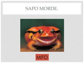 SAPO MORDE.
MITO
 