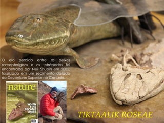 TIKTAALIK ROSEAE
O elo perdido entre os peixes
sarcopterígeos e os tetrápodes foi
encontrado por Neil Shubin em 2005,
fossilizado em um sedimento datado
do Devoniano Superior no Canadá.
 