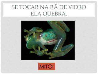 SE TOCAR NA RÃ DE VIDRO
ELA QUEBRA.
MITO
 