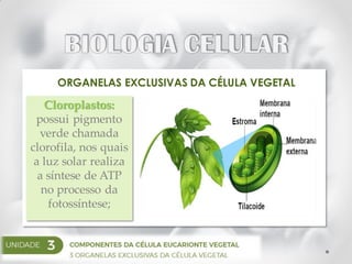 ORGANELAS EXCLUSIVAS DA CÉLULA VEGETAL
Cloroplastos:
possui pigmento
verde chamada
clorofila, nos quais
a luz solar realiza
a síntese de ATP
no processo da
fotossíntese;
 