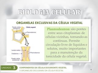 ORGANELAS EXCLUSIVAS DA CÉLULA VEGETAL
Plasmodesmos: são pontes
entre seus citoplasmas de
células vizinhas, tornando-as
contínuas. Permite
circulação livre de líquidos e
solutos, muito importantes
para a manutenção da
tonicidade da célula vegetal.
 