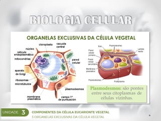 ORGANELAS EXCLUSIVAS DA CÉLULA VEGETAL
Plasmodesmos: são pontes
entre seus citoplasmas de
células vizinhas.
 