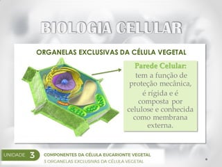 ORGANELAS EXCLUSIVAS DA CÉLULA VEGETAL
Parede Celular:
tem a função de
proteção mecânica,
é rígida e é
composta por
celulose e conhecida
como membrana
externa.
 