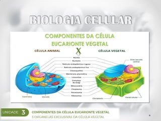 COMPONENTES DA CÉLULA
EUCARIONTE VEGETAL
 