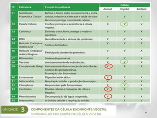 ORGANELAS EXCLUSIVAS DA CÉLULA VEGETAL
 